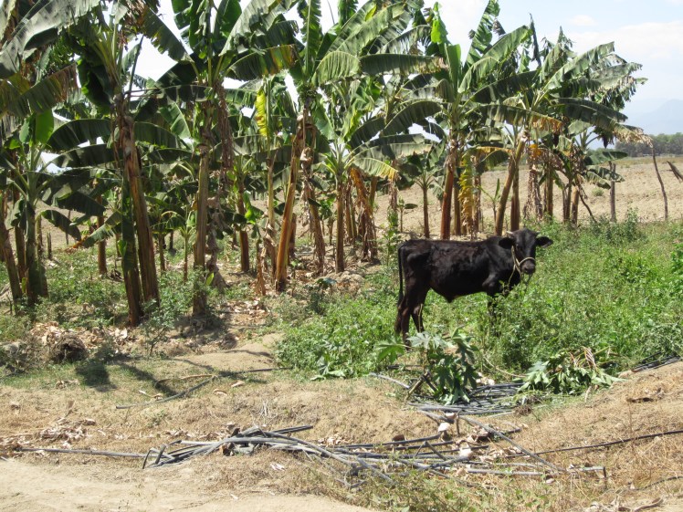 About half the size of the full grown cows.