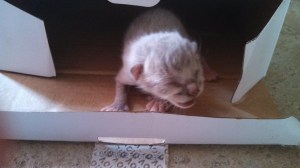 IMG_20141009_132041_699